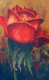 Rose rouge - Fleurs