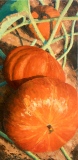 Potirons aux champs 20P 73x54 Huile vendue - Potager
