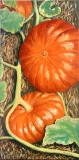 Potirons 80x40 Huile Vendue - Potager