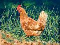Poule 5F 35x27  Vendue - Basse-cour