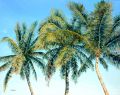 Cocotiers 30F 92x73 - Les Antilles