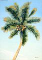Cocotier 30P 92x65 - Les Antilles