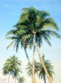Cocotiers 40P 100x73 - Les Antilles
