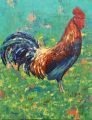 Coq antillais dans la prairie 15P 65x50 - Les Antilles