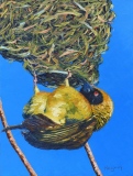 Le Bellier sous son nid 12P 61x46 huile - La Réunion