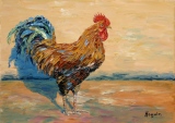 Coq marocain - Maroc