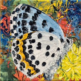 Papillon dans les mouvements climatiques n°19 - Papillons